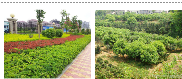 公园绿化工程设计_园林绿化工程施工相关-重庆市潼南区鸿发园林有限